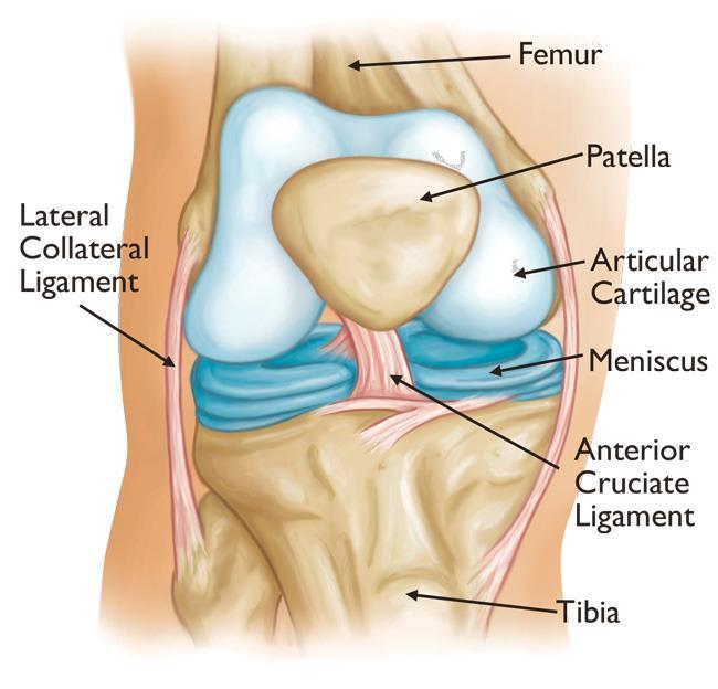 Anatomia do joelho mostrando estruturas que podem causar estalos